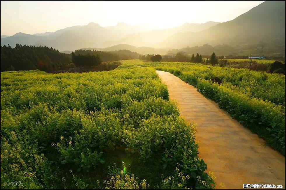 【春天，广西桂林灌阳县向您发出邀请！】长坪村油菜盛情花开 - 游山玩水 - 黔南生活社区 - 黔南28生活网 qn.28life.com