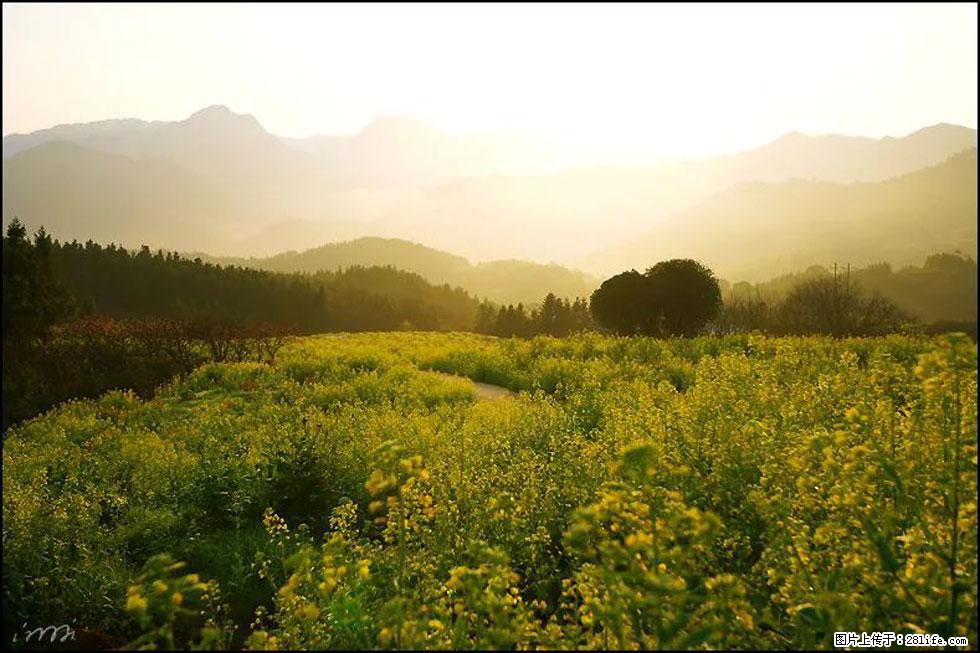 【春天，广西桂林灌阳县向您发出邀请！】长坪村油菜盛情花开 - 游山玩水 - 黔南生活社区 - 黔南28生活网 qn.28life.com