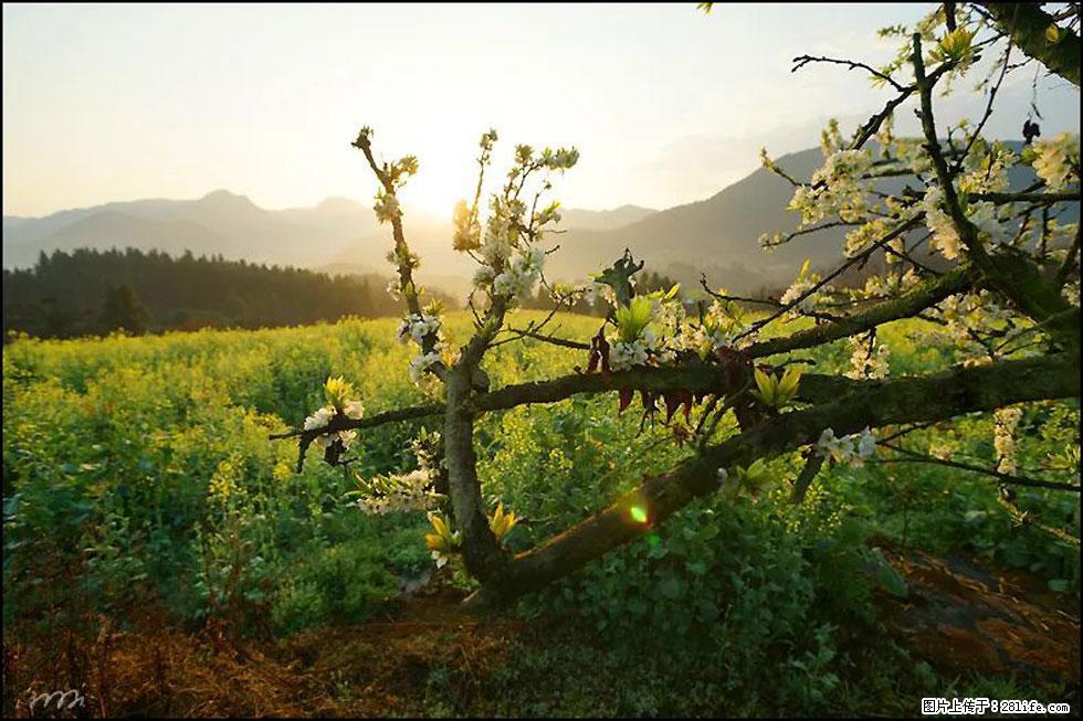 【春天，广西桂林灌阳县向您发出邀请！】长坪村油菜盛情花开 - 游山玩水 - 黔南生活社区 - 黔南28生活网 qn.28life.com