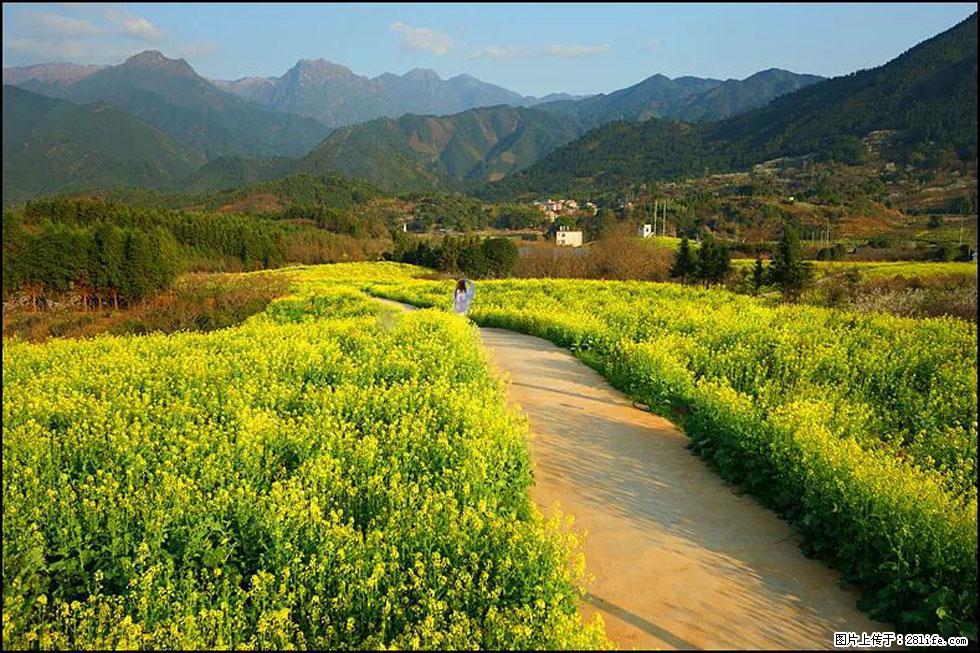 【春天，广西桂林灌阳县向您发出邀请！】长坪村油菜盛情花开 - 游山玩水 - 黔南生活社区 - 黔南28生活网 qn.28life.com