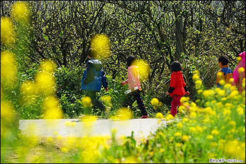 【春天，广西桂林灌阳县向您发出邀请！】长坪村油菜盛情花开 - 游山玩水 - 黔南生活社区 - 黔南28生活网 qn.28life.com