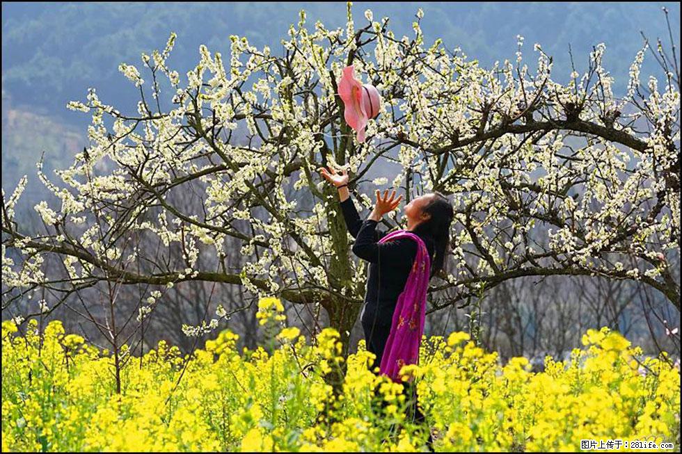 【春天，广西桂林灌阳县向您发出邀请！】长坪村油菜盛情花开 - 游山玩水 - 黔南生活社区 - 黔南28生活网 qn.28life.com