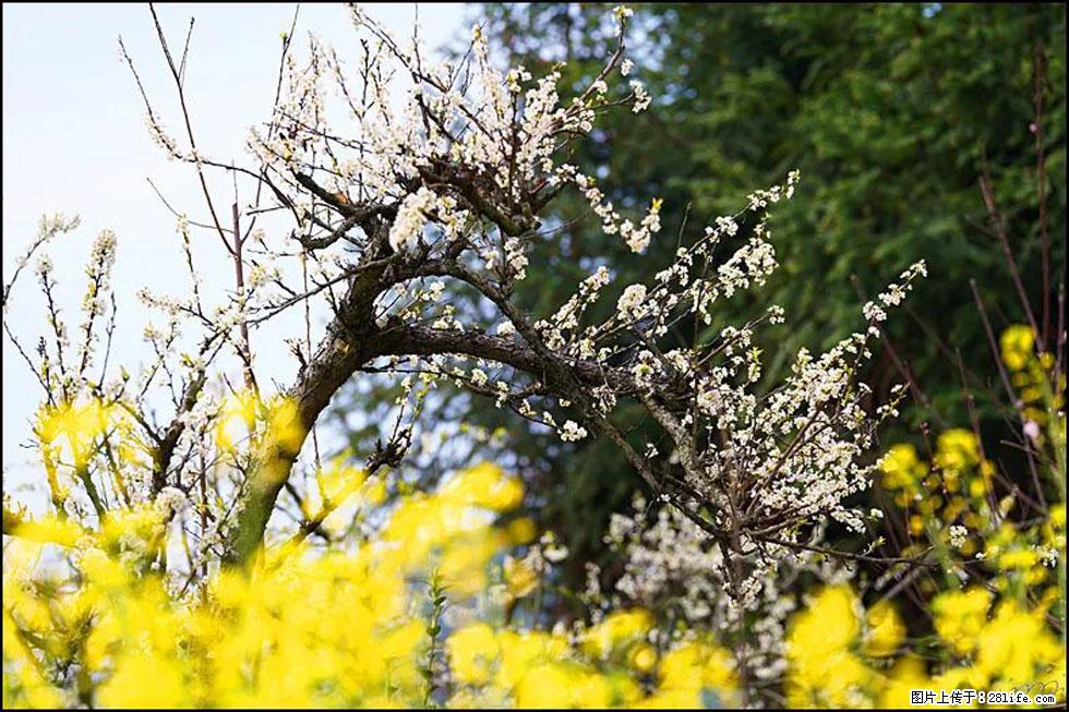 【春天，广西桂林灌阳县向您发出邀请！】长坪村油菜盛情花开 - 游山玩水 - 黔南生活社区 - 黔南28生活网 qn.28life.com