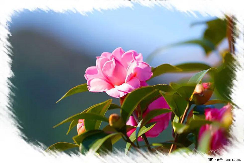 【春天，广西桂林灌阳县向您发出邀请！】杨柳井茶花惹人爱 - 游山玩水 - 黔南生活社区 - 黔南28生活网 qn.28life.com