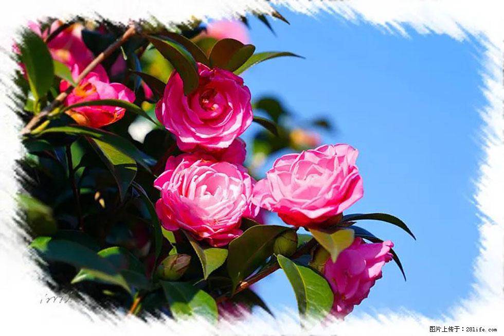 【春天，广西桂林灌阳县向您发出邀请！】杨柳井茶花惹人爱 - 游山玩水 - 黔南生活社区 - 黔南28生活网 qn.28life.com