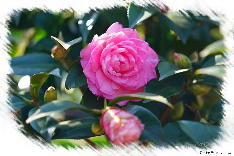 【春天，广西桂林灌阳县向您发出邀请！】杨柳井茶花惹人爱 - 游山玩水 - 黔南生活社区 - 黔南28生活网 qn.28life.com