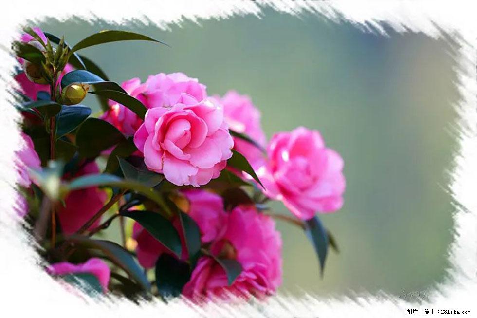 【春天，广西桂林灌阳县向您发出邀请！】杨柳井茶花惹人爱 - 游山玩水 - 黔南生活社区 - 黔南28生活网 qn.28life.com