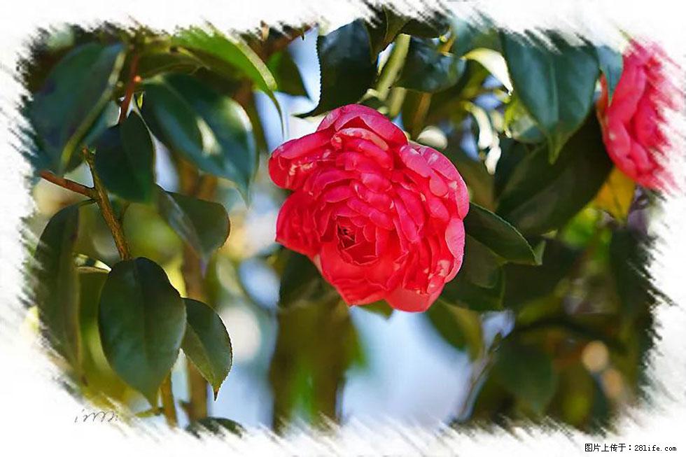 【春天，广西桂林灌阳县向您发出邀请！】杨柳井茶花惹人爱 - 游山玩水 - 黔南生活社区 - 黔南28生活网 qn.28life.com