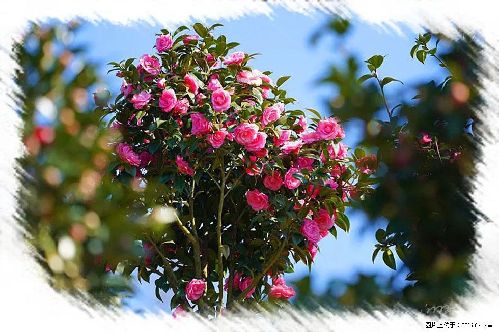 【春天，广西桂林灌阳县向您发出邀请！】杨柳井茶花惹人爱 - 游山玩水 - 黔南生活社区 - 黔南28生活网 qn.28life.com