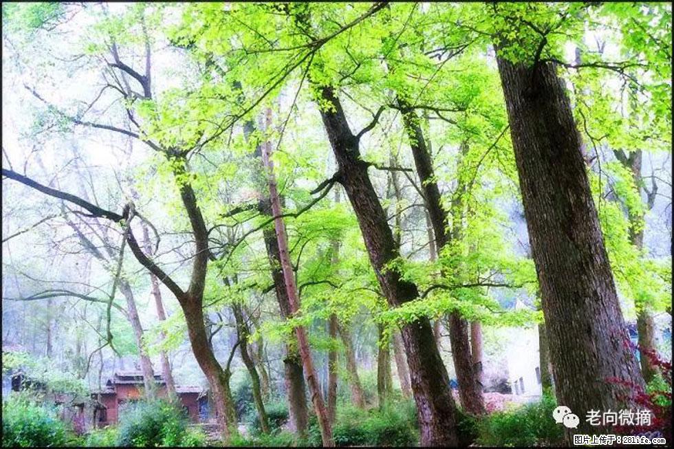 【春天，广西桂林灌阳县向您发出邀请！】在小龙村与春天约会 - 游山玩水 - 黔南生活社区 - 黔南28生活网 qn.28life.com