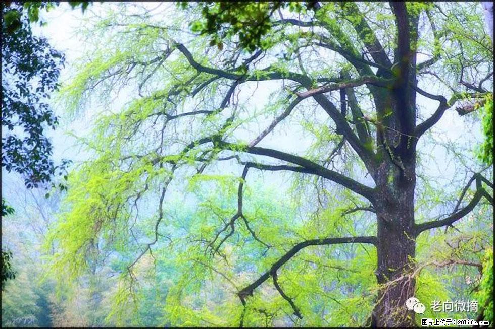 【春天，广西桂林灌阳县向您发出邀请！】在小龙村与春天约会 - 游山玩水 - 黔南生活社区 - 黔南28生活网 qn.28life.com