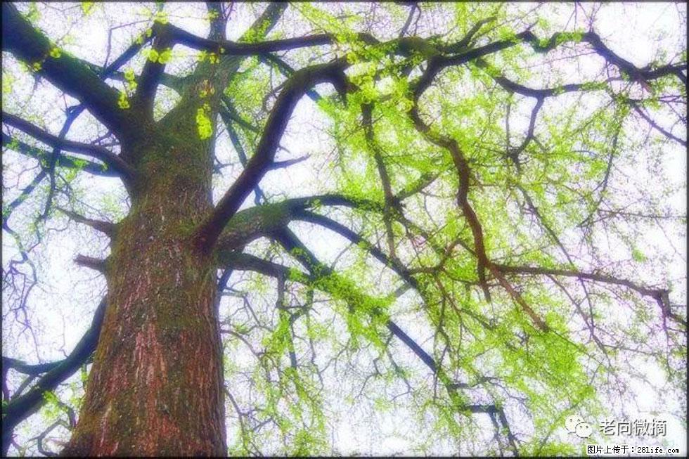 【春天，广西桂林灌阳县向您发出邀请！】在小龙村与春天约会 - 游山玩水 - 黔南生活社区 - 黔南28生活网 qn.28life.com