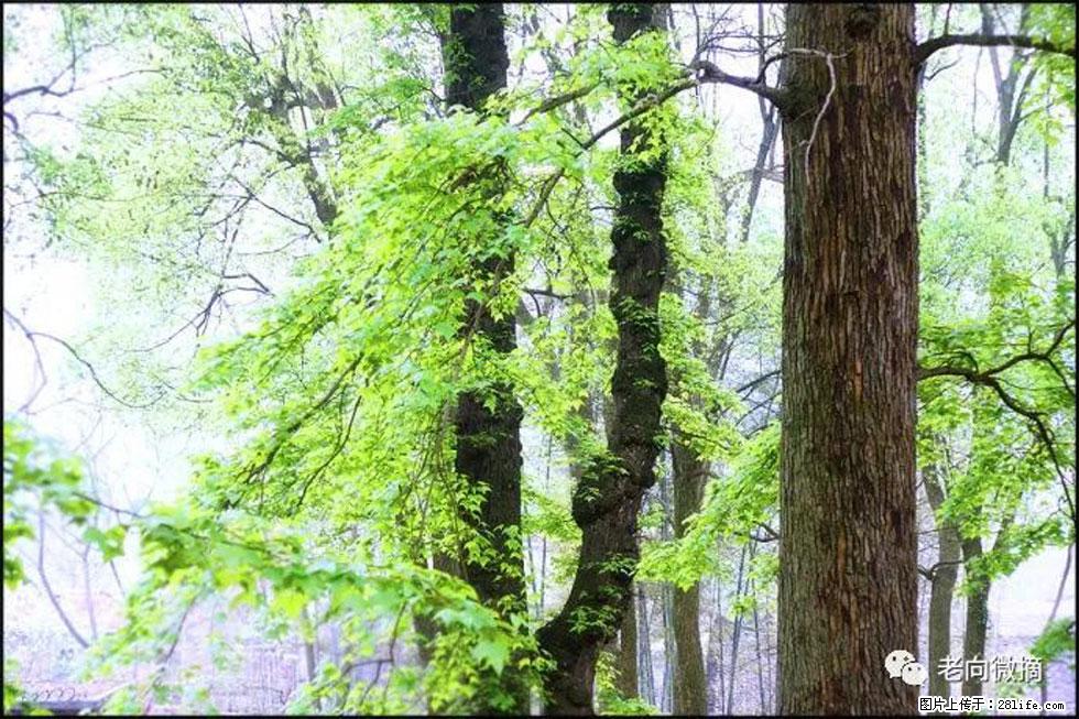 【春天，广西桂林灌阳县向您发出邀请！】在小龙村与春天约会 - 游山玩水 - 黔南生活社区 - 黔南28生活网 qn.28life.com