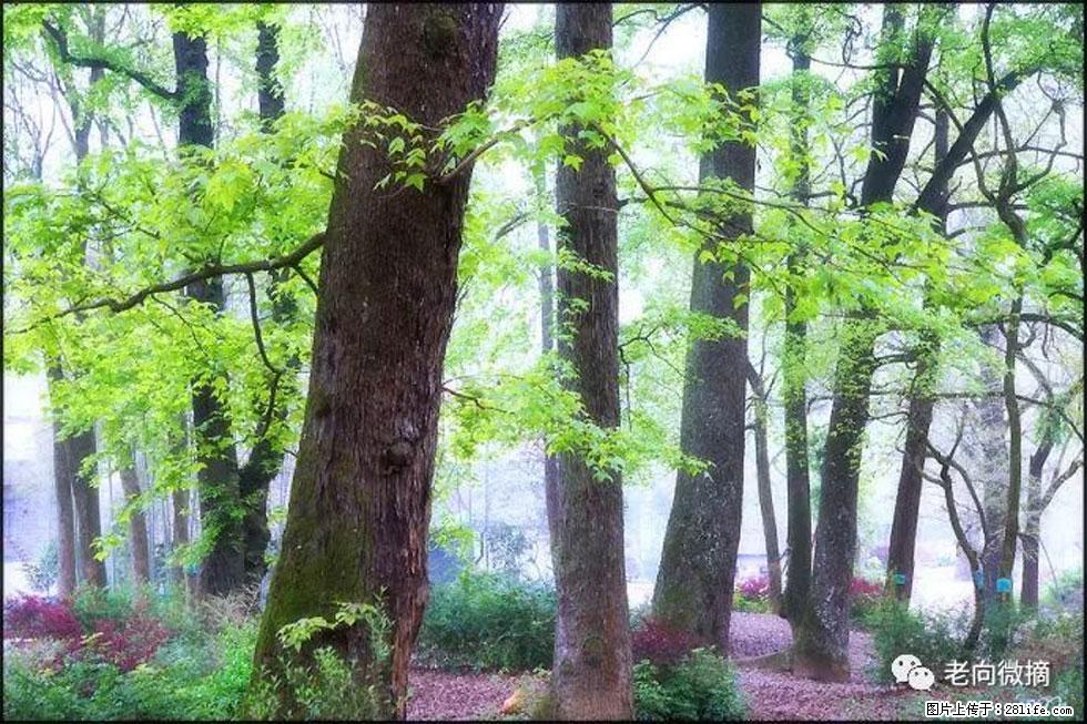 【春天，广西桂林灌阳县向您发出邀请！】在小龙村与春天约会 - 游山玩水 - 黔南生活社区 - 黔南28生活网 qn.28life.com