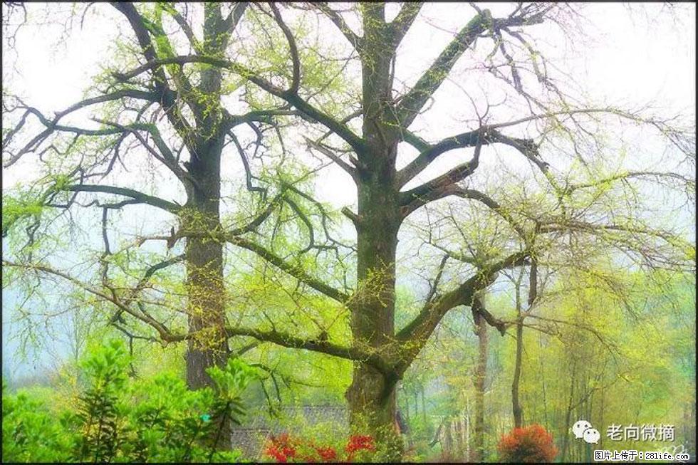 【春天，广西桂林灌阳县向您发出邀请！】在小龙村与春天约会 - 游山玩水 - 黔南生活社区 - 黔南28生活网 qn.28life.com