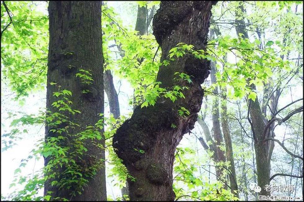 【春天，广西桂林灌阳县向您发出邀请！】在小龙村与春天约会 - 游山玩水 - 黔南生活社区 - 黔南28生活网 qn.28life.com