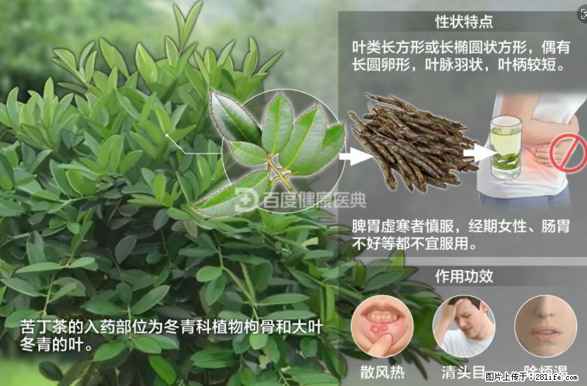 苦丁茶有哪些功效和作用 - 生活百科 - 黔南生活社区 - 黔南28生活网 qn.28life.com