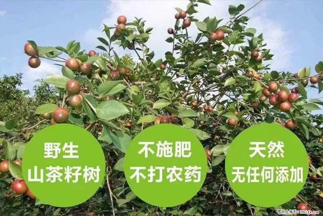 【灌阳县油茶产业示范区】一个有着充实的精神生活的人，对待身外之物自会有一种淡泊的态度 - 土特产 - 饮食特产 - 黔南分类信息 - 黔南28生活网 qn.28life.com