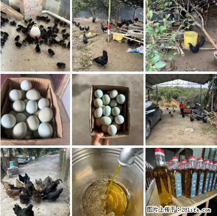 油茶园从小鸡仔开始养起的纯土鸡、土鸡蛋可以预定啦!还有前几天刚榨的纯山茶油哦 - 美食天地 - 黔南生活社区 - 黔南28生活网 qn.28life.com