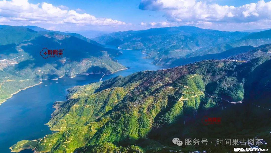 时间果百年古树龙珠普洱生茶 - 购物交流 - 黔南生活社区 - 黔南28生活网 qn.28life.com