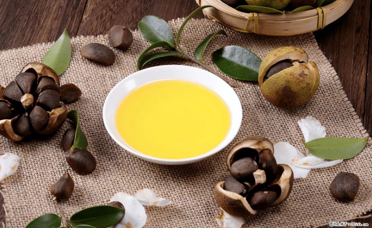 揭秘茶油的5大核心营养成分！被称为人体健康的“守护盾”！ - 黔南生活资讯 - 黔南28生活网 qn.28life.com