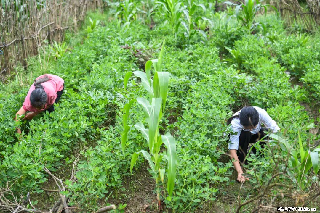 全网追的“扁担女孩”，找了一份暑假工，时薪12元 - 黔南生活资讯 - 黔南28生活网 qn.28life.com
