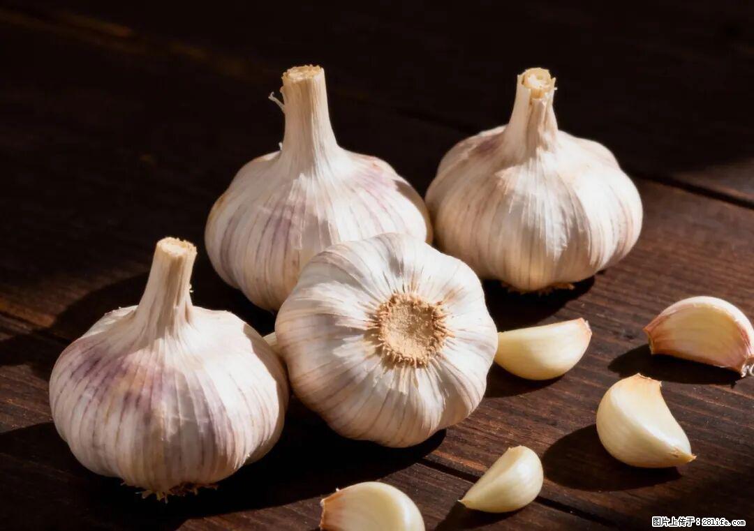 关于大蒜，除了“天然抗生素”，这4个谣言更该警惕! - 黔南生活资讯 - 黔南28生活网 qn.28life.com