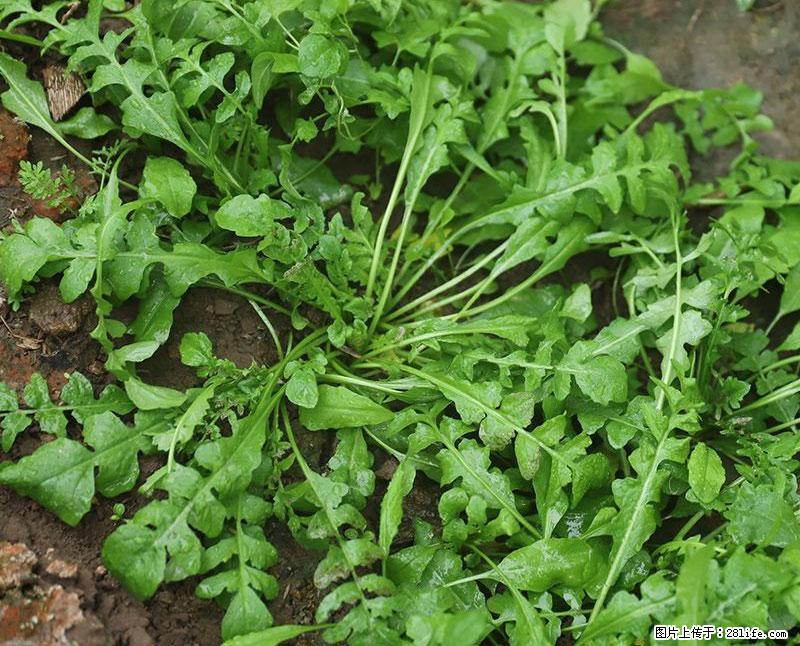 这些蔬菜是“天然钙片”，这6种被医生重点推荐 - 黔南生活资讯 - 黔南28生活网 qn.28life.com