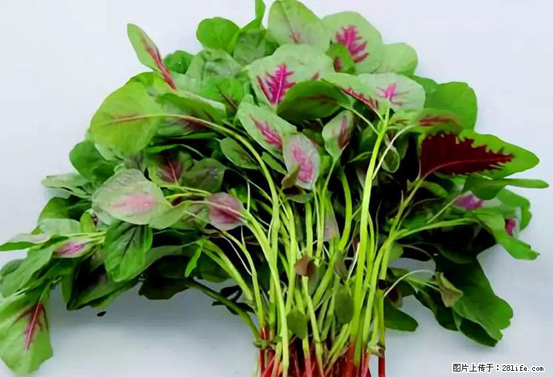 这些蔬菜是“天然钙片”，这6种被医生重点推荐 - 黔南生活资讯 - 黔南28生活网 qn.28life.com