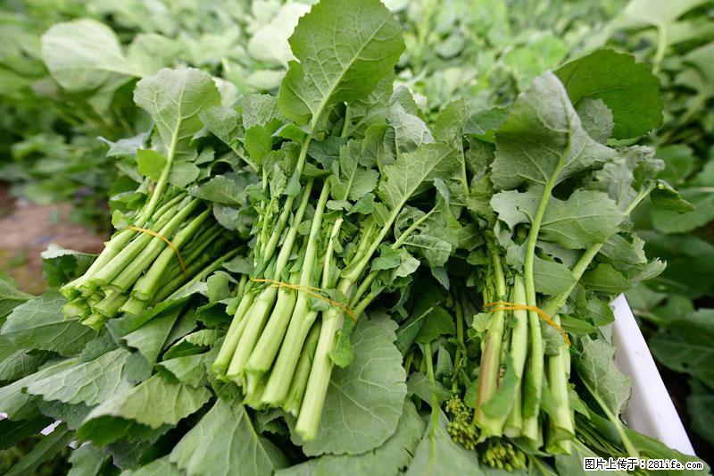 这些蔬菜是“天然钙片”，这6种被医生重点推荐 - 黔南生活资讯 - 黔南28生活网 qn.28life.com